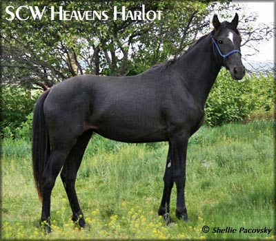 SCW HEAVENS HARLOT #20700737