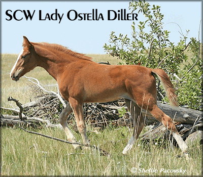 SCW LADY OSTELLA DILLAR  TWHBEA #21000605 