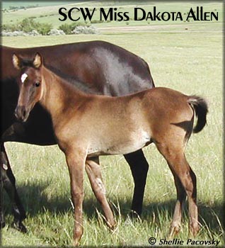 SCW MISS DAKOTA ALLEN #20500876