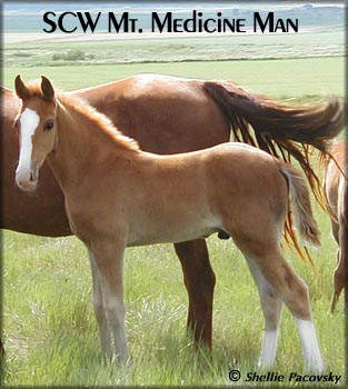 SCW MT. MEDICINE MAN #20500882