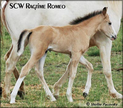 SCW RAGTIME ROMEO #20801146