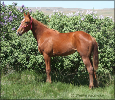 SCW RASCAL'S RED GUMDROP