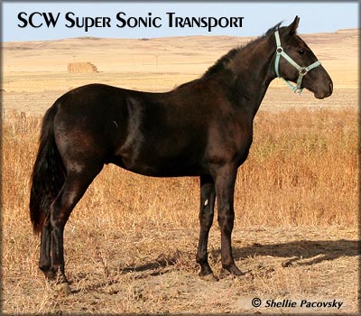 SCW SUPERSONIC TRANSPORT  #20601054