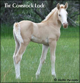 SCW THE COMSTOCK LODE  TWHBEA #20900369