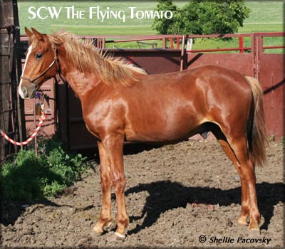SCW The Flying Tomato #20601056