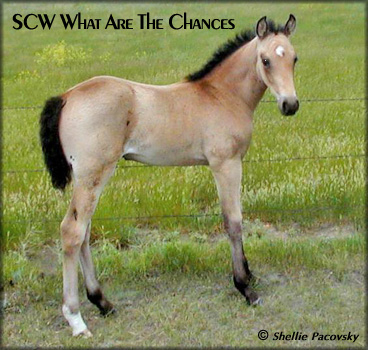 SCW WHAT ARE THE CHANCES #20601895