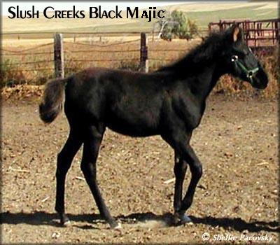 SLUSH CREEKS BLACK MAJIC #20201094