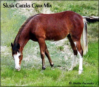 SLUSH CREEKS CARA MIA #19903079