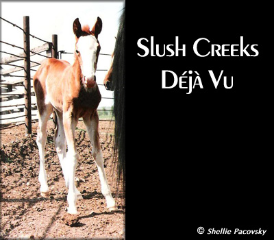 SLUSH CREEKS DJ VU #982531
