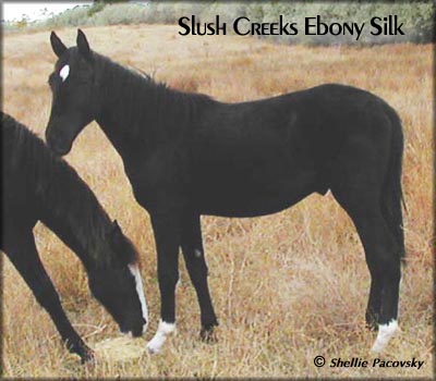 SLUSH CREEKS EBONY SILK  #19903076