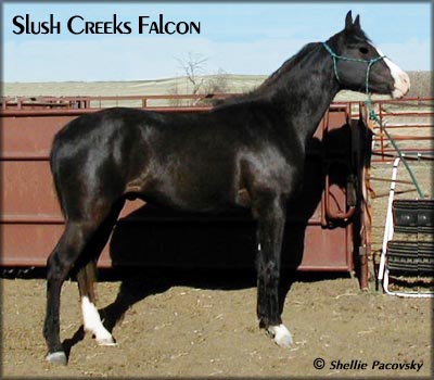 SLUSH CREEKS FALCON #20401257