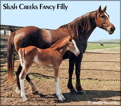 SLUSH CREEKS FANCY FILLY #963418