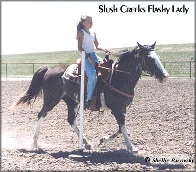 SLUSH CREEKS FLASHY LADY #19903071