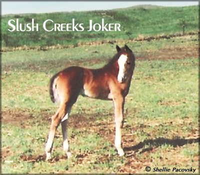 SLUSH CREEKS JOKER #963417