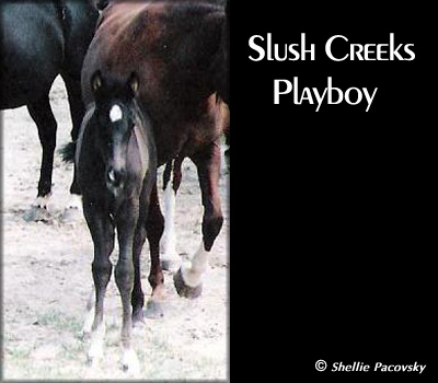 SLUSH CREEKS PLAYBOY #19903073 