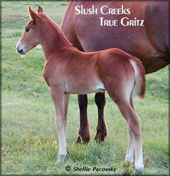 SLUSH CREEKS TRUE GRITZ #20003422