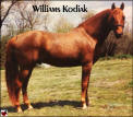 Williams Kodiak