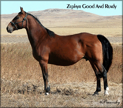 Zephyr Good and Ready