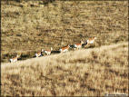 Pronghorn Antelope