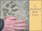 Backyard Wolf Track
