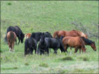 Broodmares Puzzle