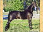 Delight's Midnight Legend Takes A Blue