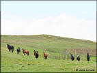 Gabe And His Mares