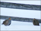 A Pair Of  Partridges