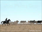 Jubal Pushing Cows