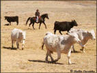 Jubal Working Cows