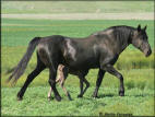 Lehman's Black Dixie