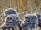 A Nest Of Owlets