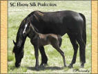 SC Ebony Silk Perfection