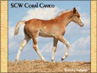 SCW Coral Cameo