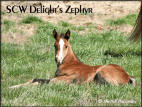 SCW Delight's Zephyr
