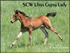 SCW Ultra Gypsy Lady