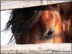 The Little Red Rascal Peeking Through The Fence