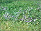 Wildflowers