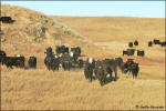 more Slush Creek cattle