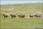Blaze Of Threat, running with his mares.