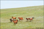 Blaze Of Threat, running with his mares.