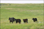 Slush Creek cattle