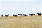 summer pasture