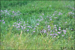 a carpet of wild flowers