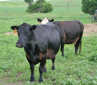 worried moms waiting for calves